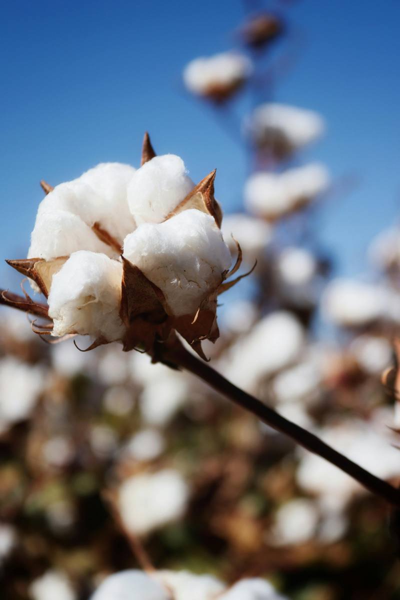 Raw Cotton